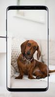 100000+ Dog Wallpapers 4K Ekran Görüntüsü 1