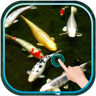 Magic Touch Koi Fish أيقونة