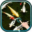 Magic Touch Koi Fish APK