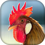 Real Animal sounds icon