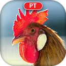 Sons de animais reais APK