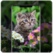 Wallpaper Kucing Imut dan Lucu