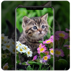 Wallpaper Kucing biểu tượng