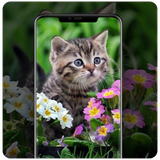 Wallpaper Kucing simgesi