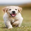 the bigest dog