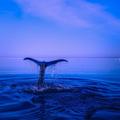 Humpback whales