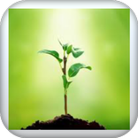 ماهي فوائد النباتات