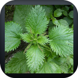 فوائد القراص