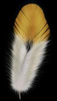 پوستر Feather wallpaper
