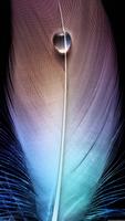 برنامه‌نما Feather wallpaper عکس از صفحه