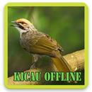 Kicau Burung Cucak Rawa APK