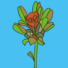 Uganda Medicinal Plants icon