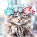 Gatos fondos de pantalla HD