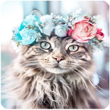 Gatos fondos de pantalla HD