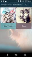 Gatos fondos de pantalla HD โปสเตอร์