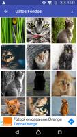 Gatos fondos de pantalla HD ภาพหน้าจอ 1