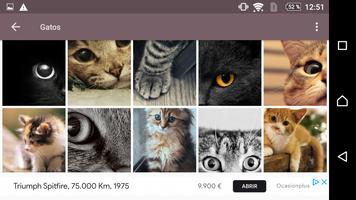Gatos fondos de pantalla HD screenshot 2