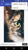 Gatos fondos de pantalla HD ภาพหน้าจอ 3