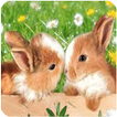 ”Conejos fondos de pantalla