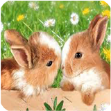 Conejos fondos de pantalla ikon