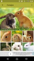 Conejos fondos de pantalla Affiche