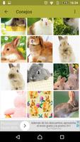1 Schermata Conejos fondos de pantalla