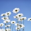 Fleurs Blue Sky Wallpapers APK