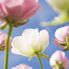 Sky Flowers Wallpapers icon
