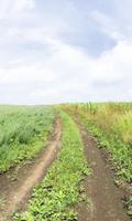 Sky Wind Grasslands Wallpapers bài đăng