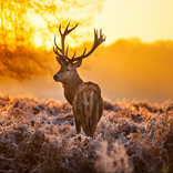 Deer The Best HD Walpaper 2021