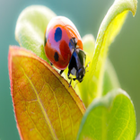 Contemporary Ladybug Walpaper 