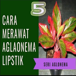 Cara Merawat Aglonema Lipstik
