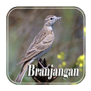 Masteran Branjangan Gacor APK