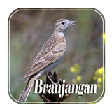 Masteran Branjangan Gacor biểu tượng