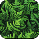Fern Wallpaper HD APK