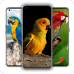 Parrot Wallpaper icono