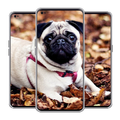 Puppy wallpaper