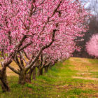 Blooming Tree Wallpaper 4K‏ आइकन