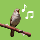 Bird Sounds APK