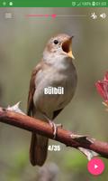 Bird Sounds poster