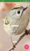 Bird Sounds screenshot 1
