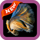 Fighting Fish Wallpaper APK