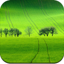 Field Wallpaper APK