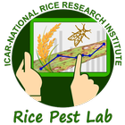 Rice Pest Lab icône