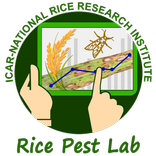Rice Pest Lab