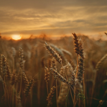 FIELD HD WALLAPAPERS 2021 RJ