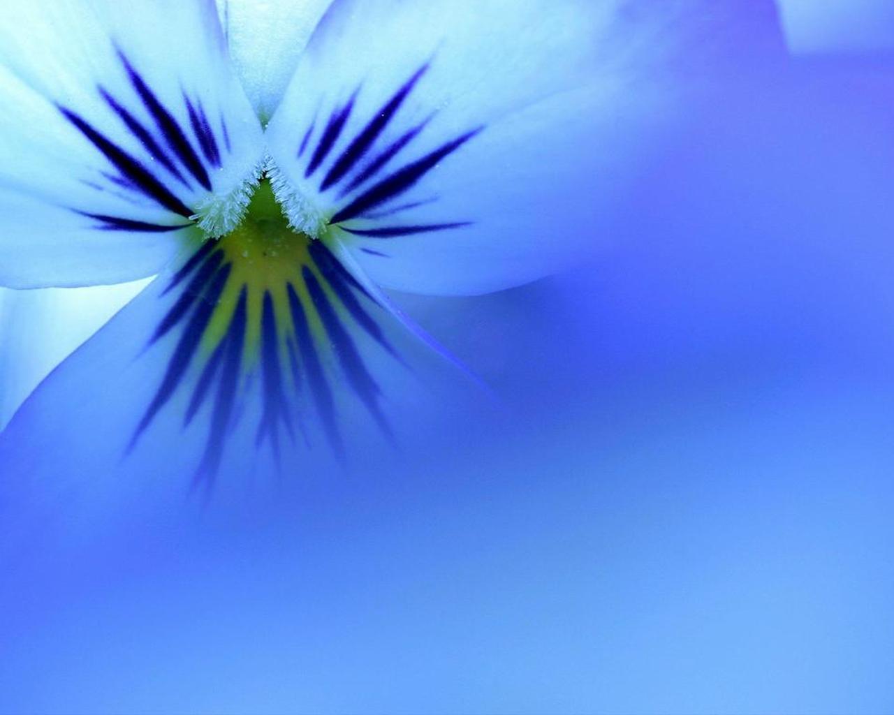 Android 用の パンジーの花ジグソーパズルゲーム Apk をダウンロード