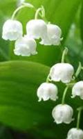 lily of the valley Puzzles اسکرین شاٹ 1