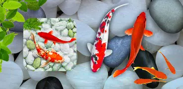 KOI Fish Живые Обои: Новая рыба Обои 2020