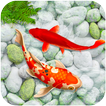 KOI Fish Живые Обои: Новая рыба Обои 2020